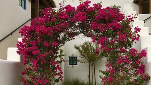 A pathway leading to a building entrance, flanked by white walls and a pink flowering archway. - Beautifull 1st Floor, Corner Resort Suite, Updated with Great Views 2BR#065127 (La Quinta)