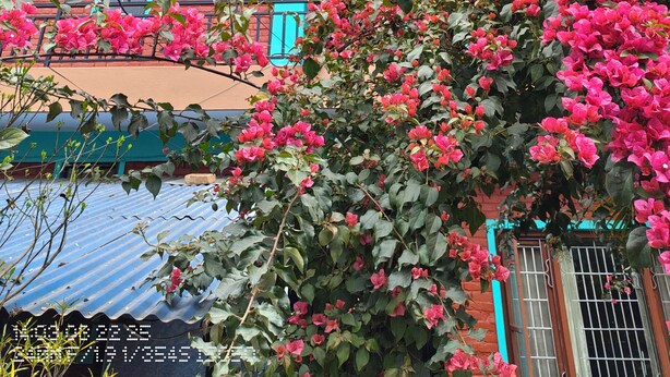 A multi-story building with balconies, a sign for 'Trek's & Expedition Pvt. Ltd.', and a tree with pink flowers in front. - Harry Guest House & Restaurant (Pokhara)