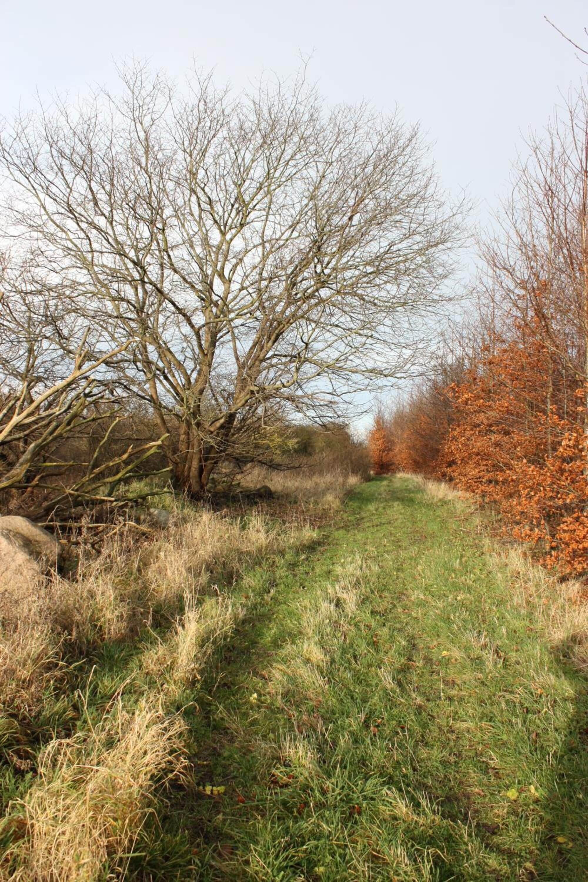 A natural landscape with a grassy path, leafless trees, and a bushy area.