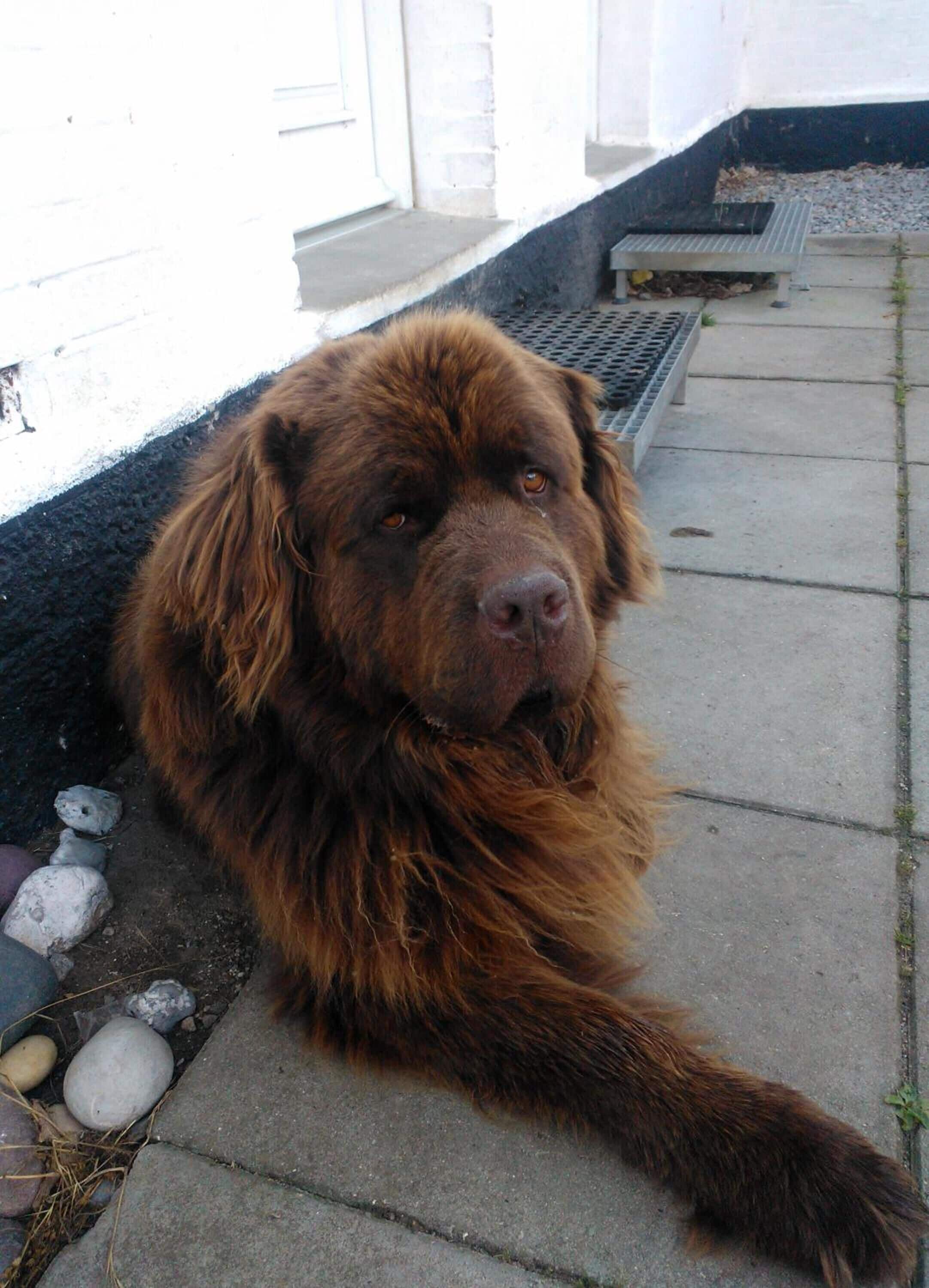 A large brown dog lying on a concrete surface near a building with a white door and a black baseboard.