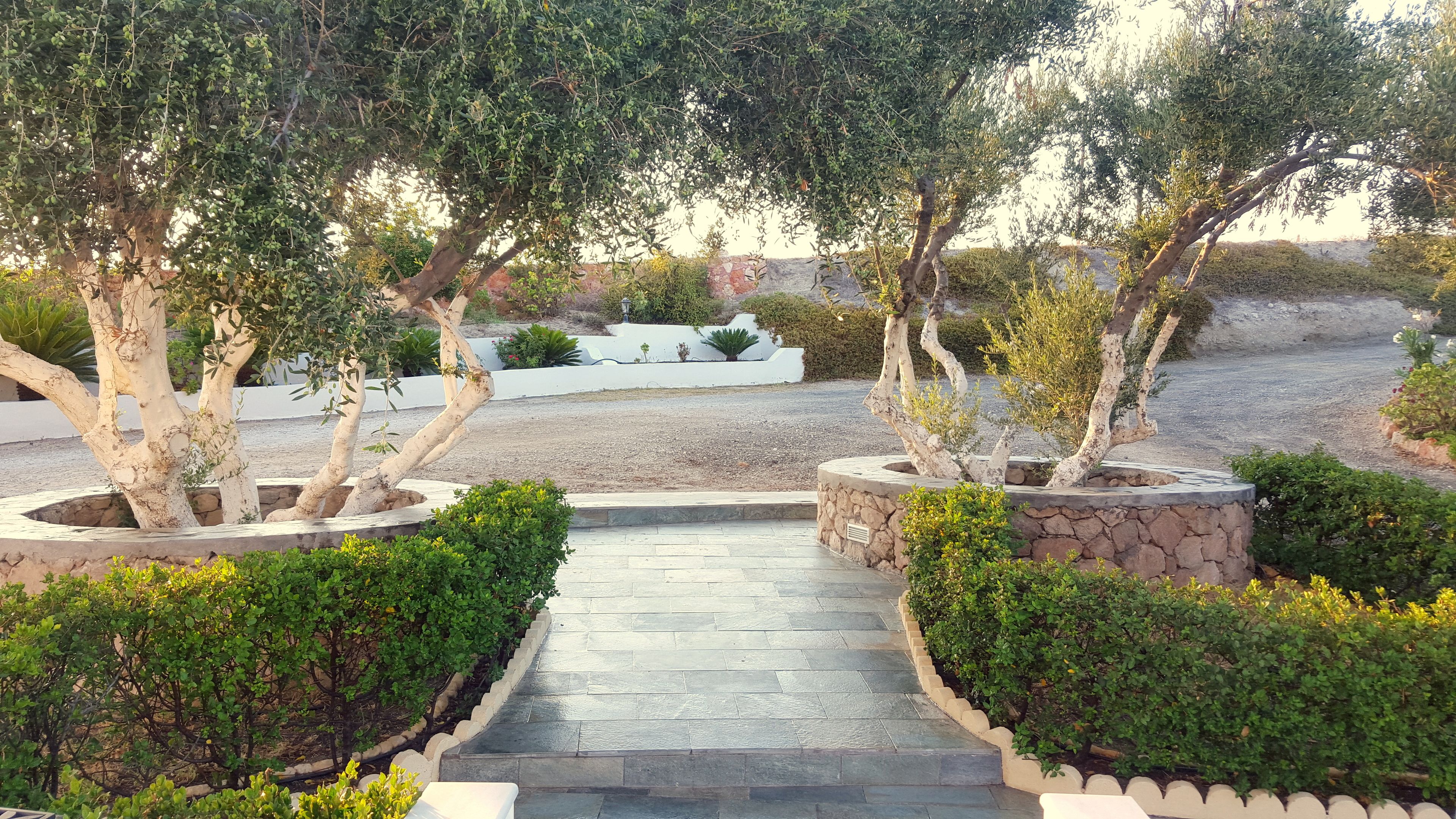 Un camí que serpenteja per un jardí paisatjístic ple d'arbres i arbustos.