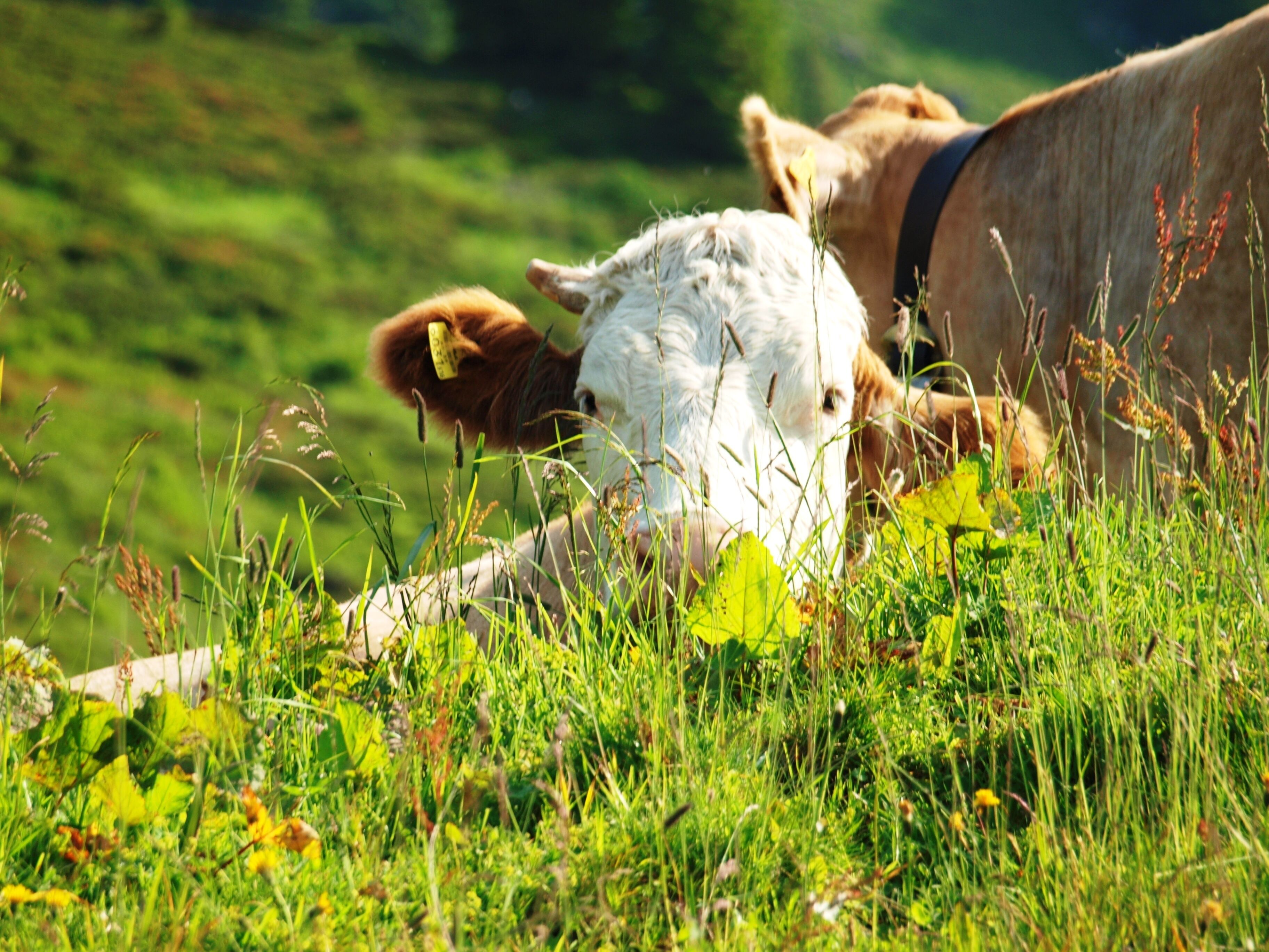Une vache allongée dans un champ d’herbe, avec un arrière-plan verdâtre flou.