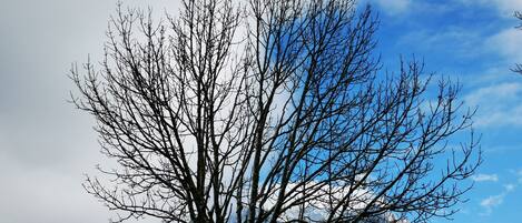 A tree with a clear sky and mountains in the background.