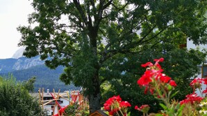 A mountainous landscape with a large tree and a small wooden building labeled "Information". - Landvilla Romantika (Lermoos)