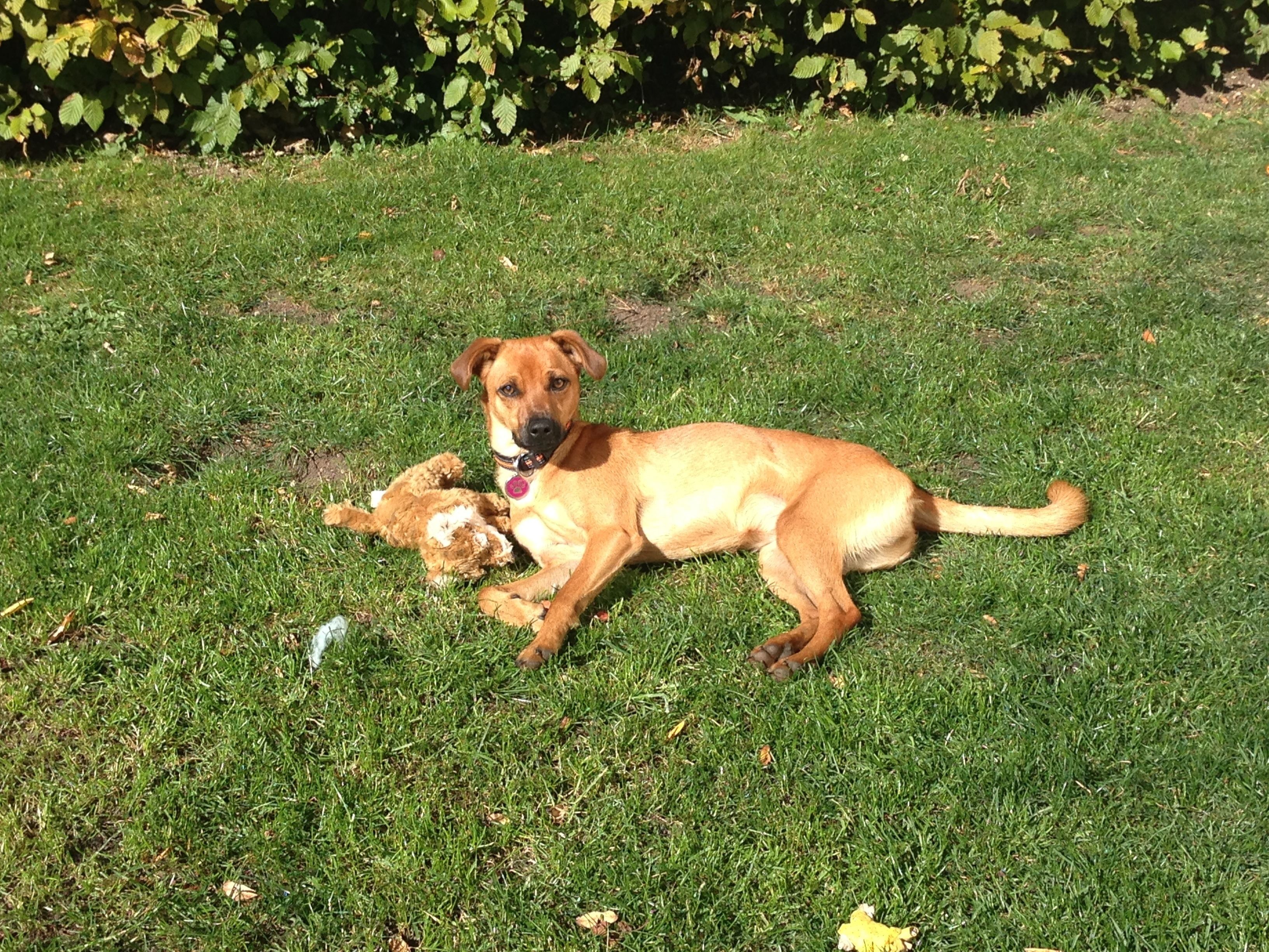 Un chien allongé sur l’herbe, avec un jouet.
