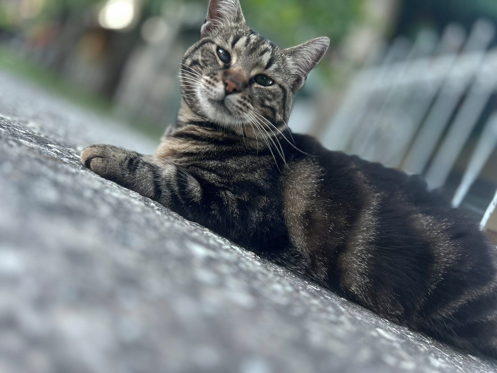 Eine Katze liegt auf einer Steinoberfläche.