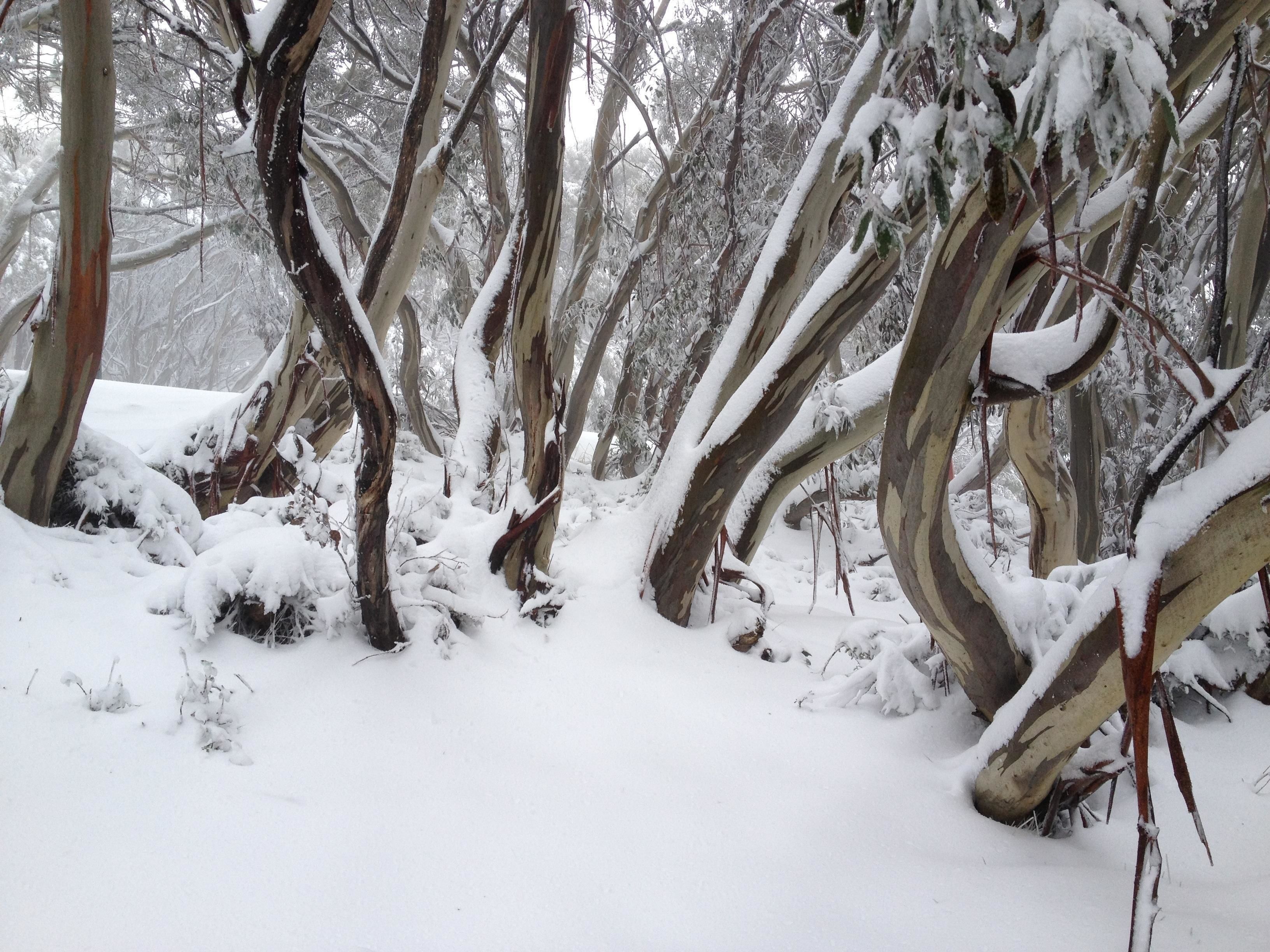 Un sentier forestier enneigé, avec des arbres et des branches couverts de neige.
