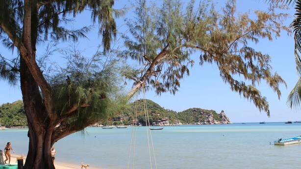 A beach with a swing under a large tree, calm water, and boats in the distance. - Assava Dive Resort (Koh Tao)