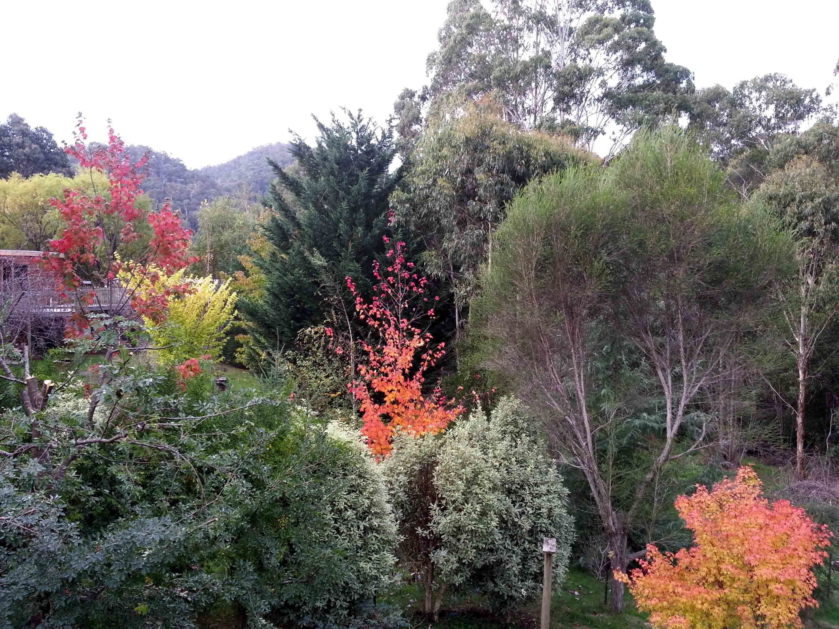 Ein Garten mit verschiedenen Bäumen, darunter einige mit herbstlich gefärbten Blättern.