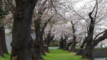 A pathway lined with cherry blossom trees.