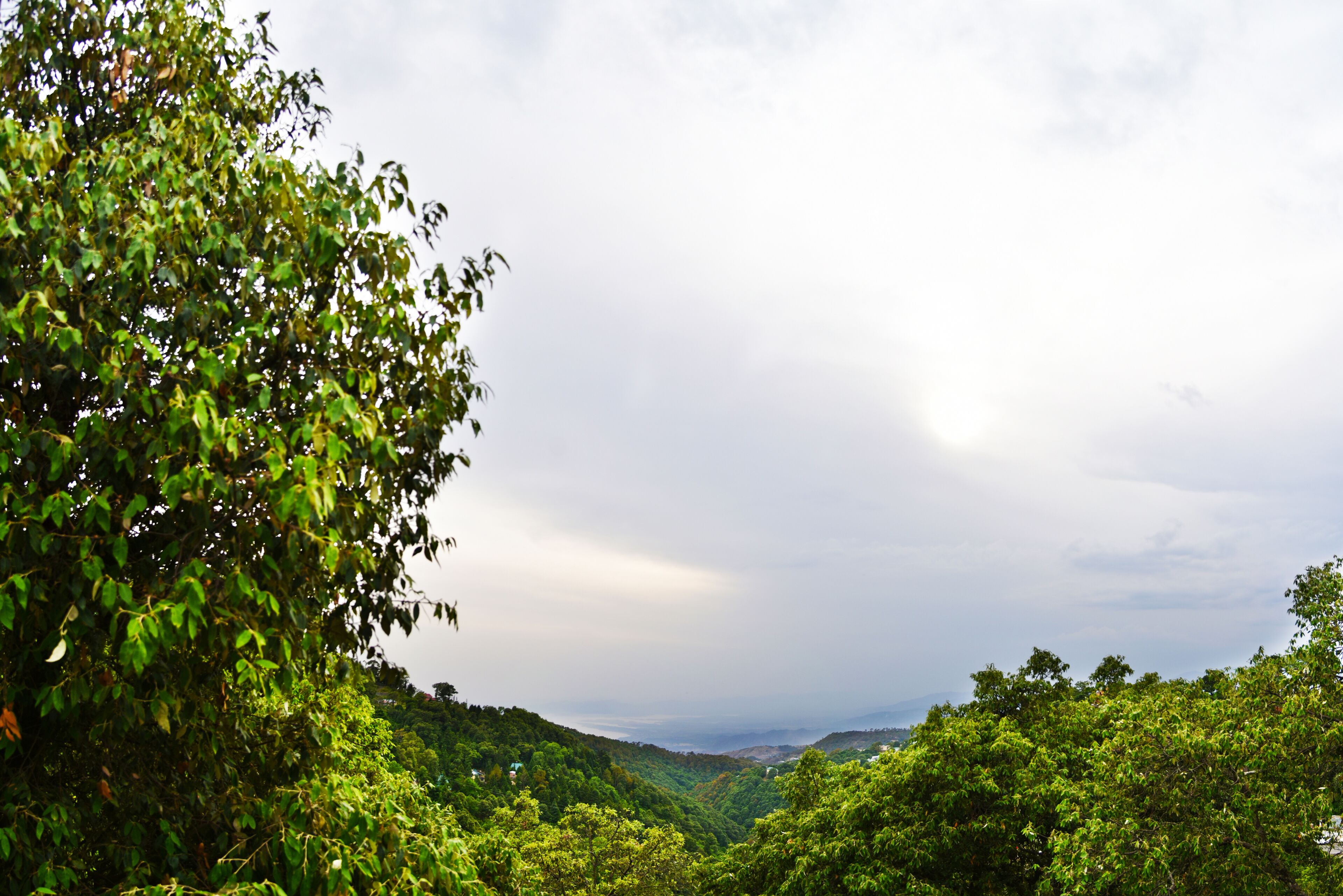 A lush green landscape with dense foliage and a valley in the distance.