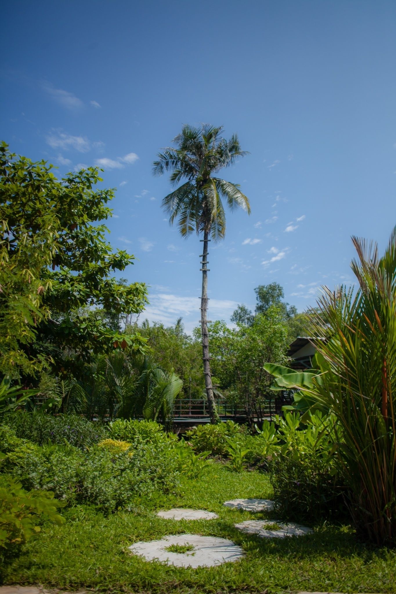 Un jardin agrémenté d’un grand palmier, d’une végétation luxuriante et d’un sentier en pierre.