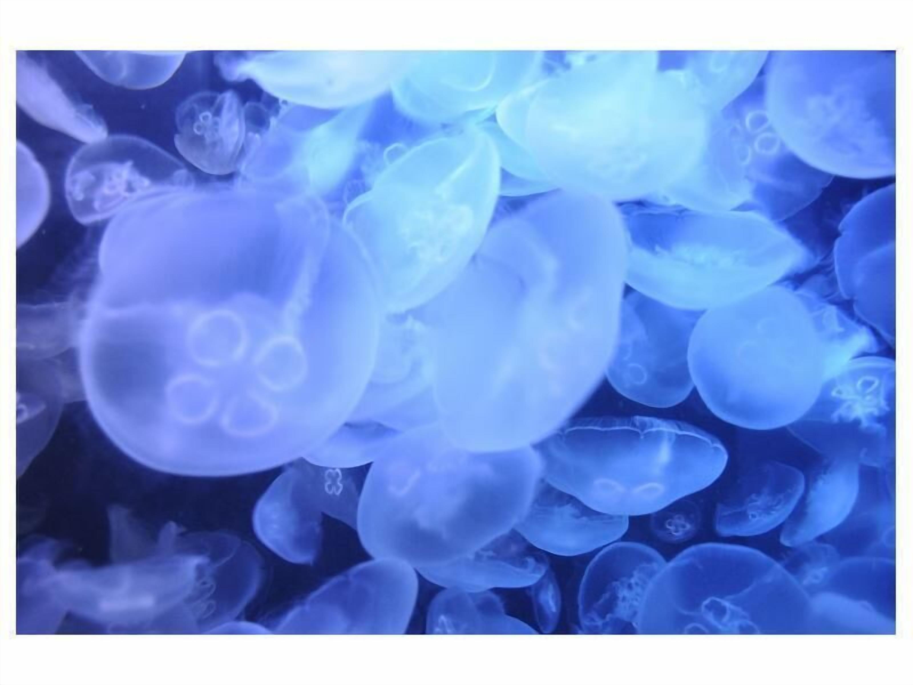 A close-up of jellyfish in a blue-lit environment.