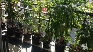 Un balcón con plantas en macetas y vistas a edificios al fondo.