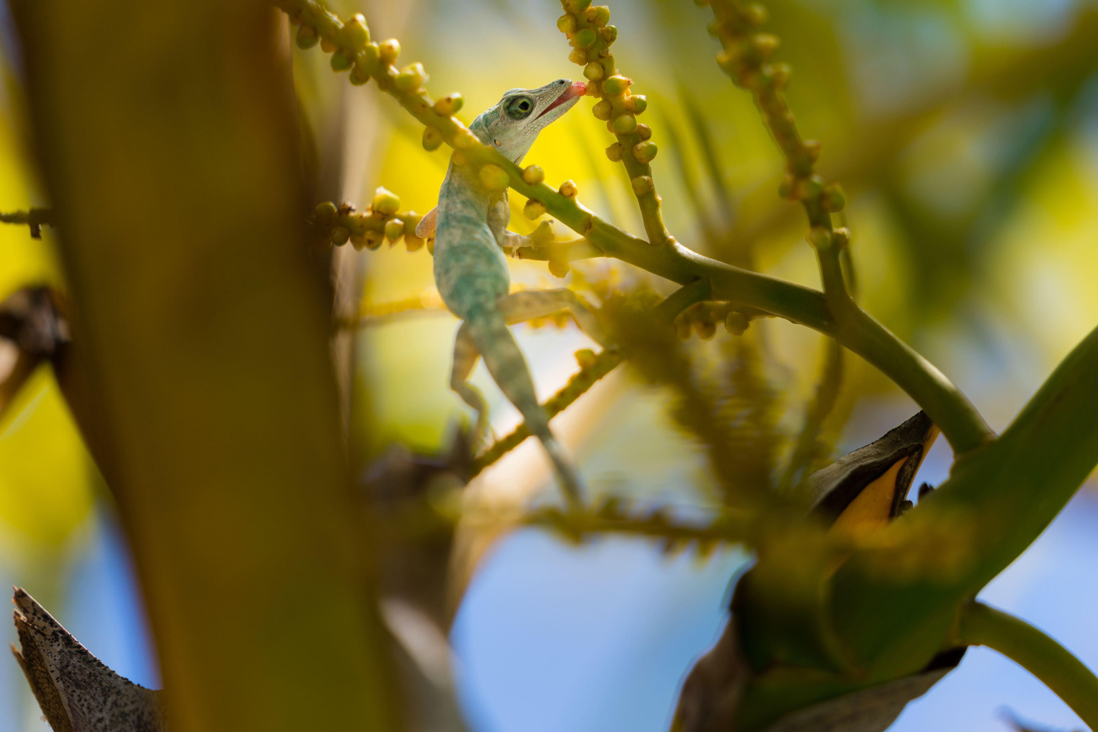 A lizard on a branch with yellow flowers.