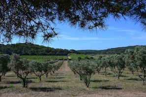 Un viñedo con hileras de árboles y cielo despejado.