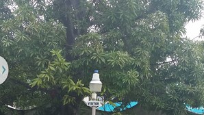 Ein Straßenschild mit einem Pfeil und der Aufschrift 'VISITOR' an einem Pfosten.