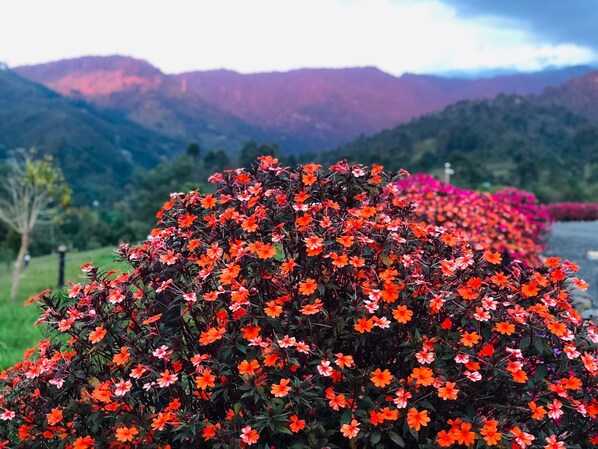 A garden with vibrant orange flowers and a mountainous backdrop. - Cabañas La Herradura (Santa Rosa de Cabal)
