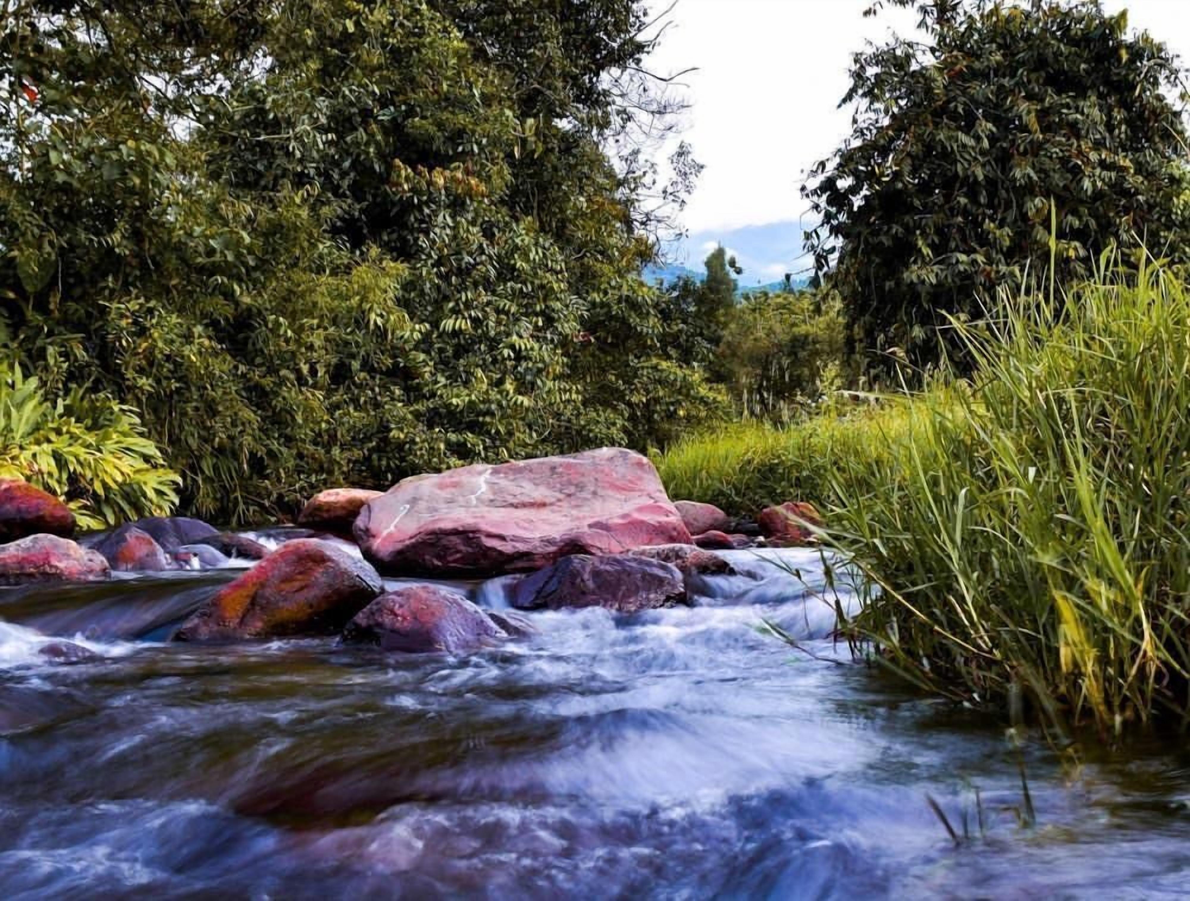 A river flowing through a forest with rocks and greenery.