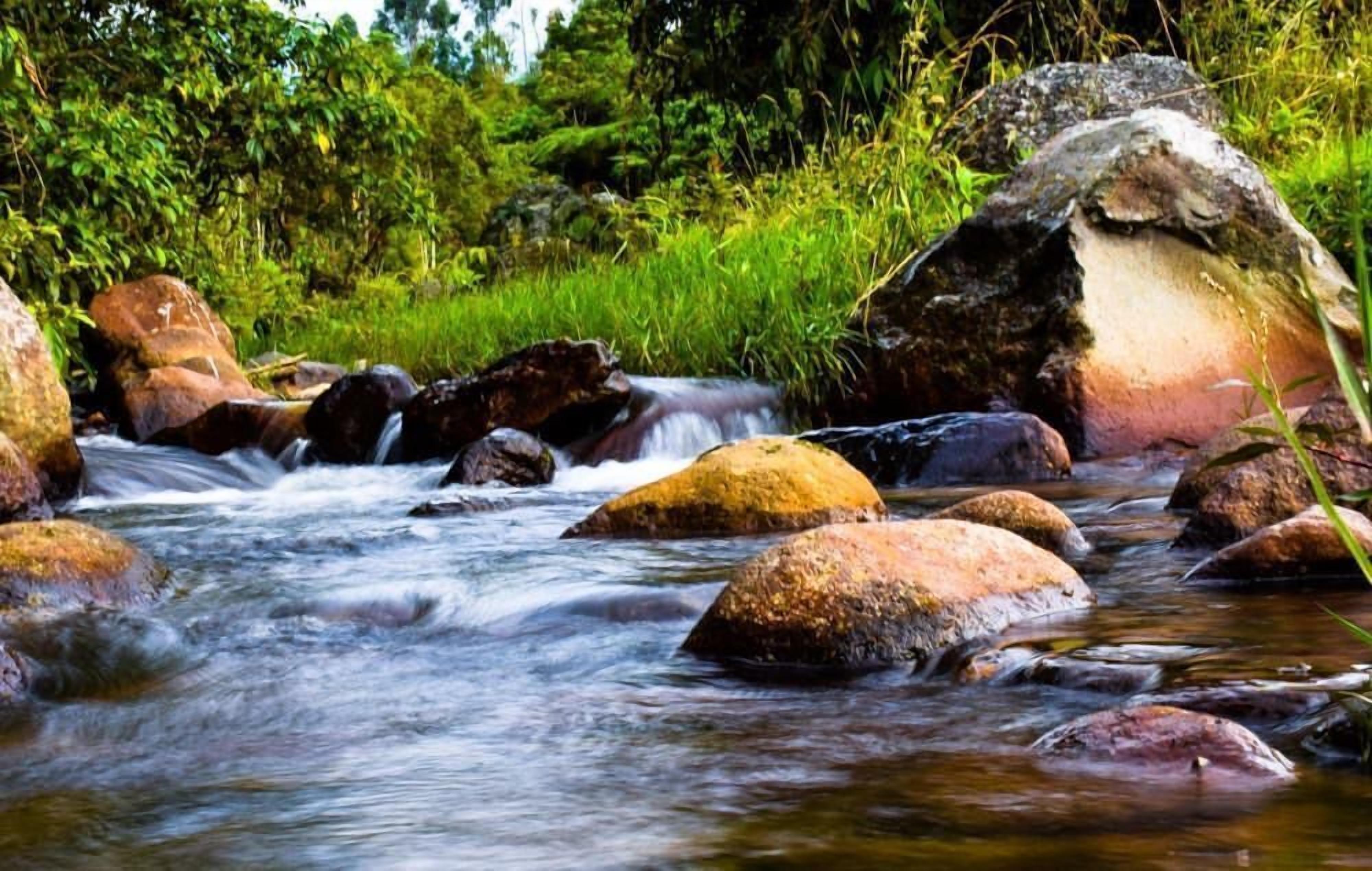 A stream with rocks and greenery.