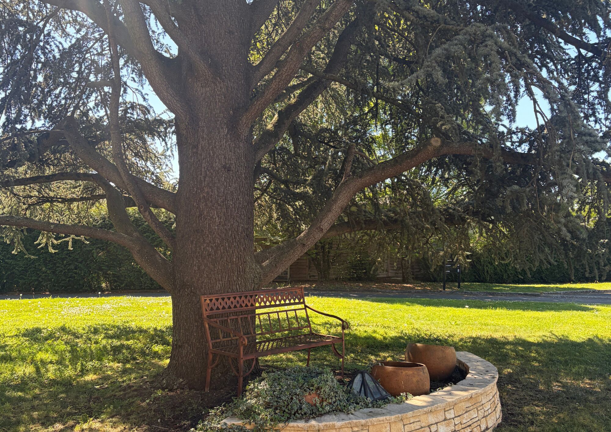 Un árbol con un banco y macetas en un parque.