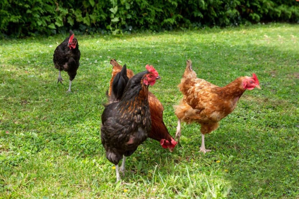 Un groupe de poules dans un champ d’herbe.