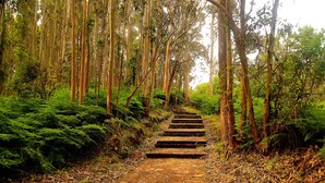 A forested path with a series of steps leading through dense greenery. - Hotel La Colina (Gijon)