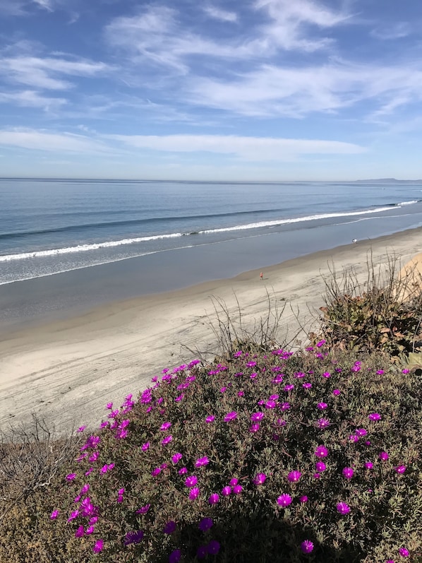 A beach with waves, a clear sky, and purple flowers in the foreground.