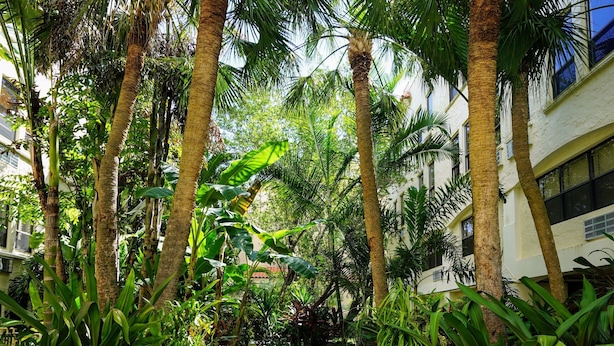 Un camino pavimentado bordeado de palmeras y exuberante vegetación, que conduce a un edificio con grandes ventanales.