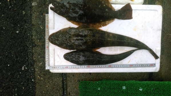 พายเรือ