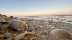 A beach with various shells scattered across the sand. - 90 Mile Beach House & Villas (Golden Beach)
