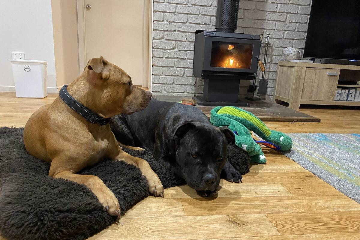 Zwei Hunde liegen auf einem schwarzen, flauschigen Teppich in einem Raum mit Kamin, Holzboden und Fernseher auf einer Holzkommode.