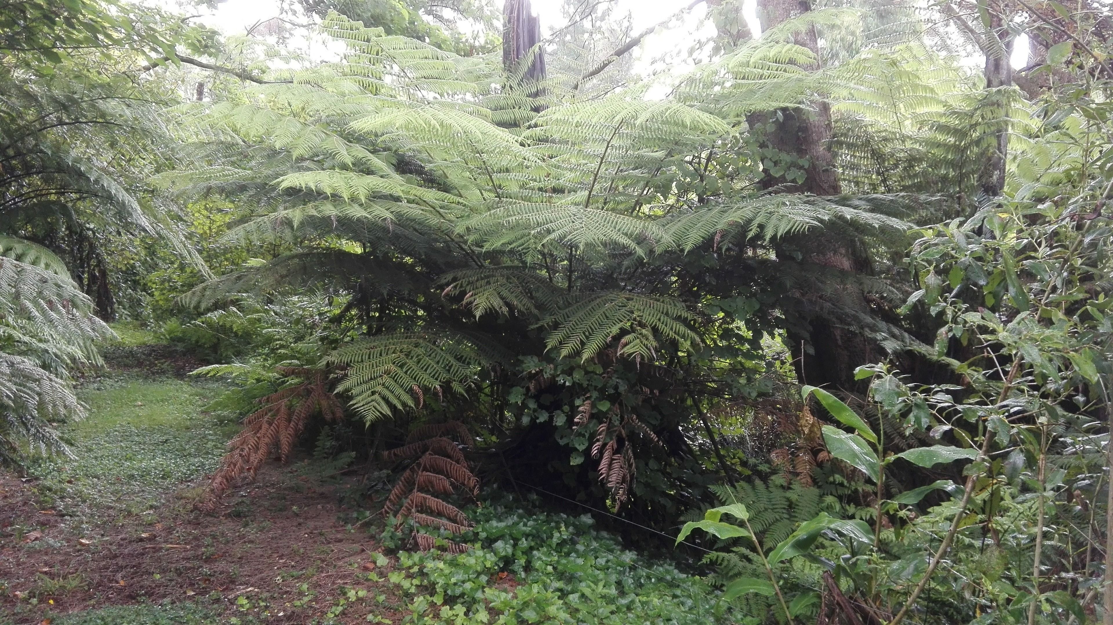 A dense forest with ferns and a variety of trees.