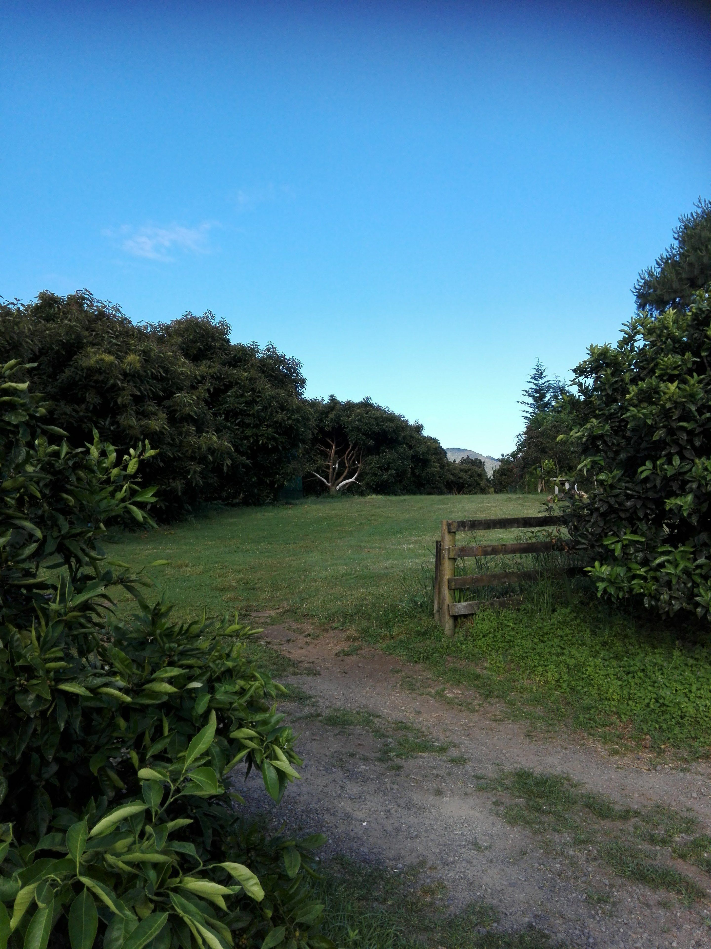 A pathway leading through a park with dense foliage on both sides and a wooden fence in the background.