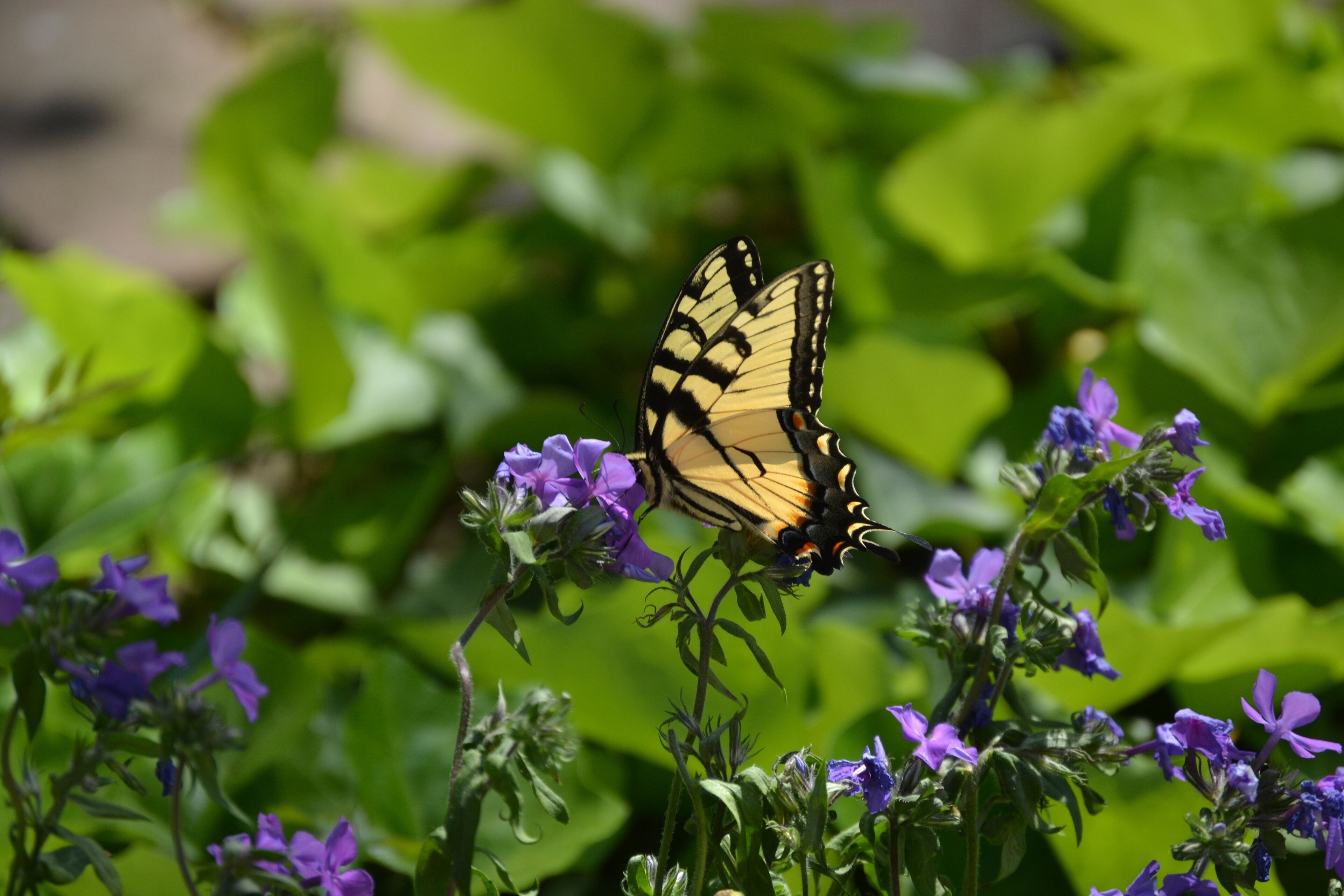 Un papillon sur des fleurs violettes.
