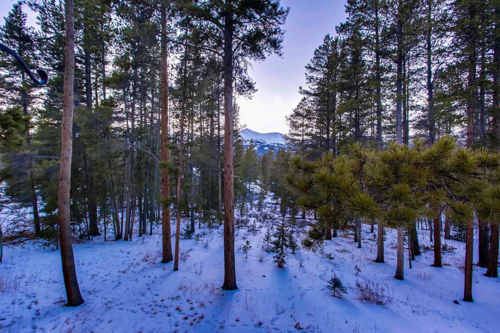 En skog med höga träd och ett snötäckt markområde.