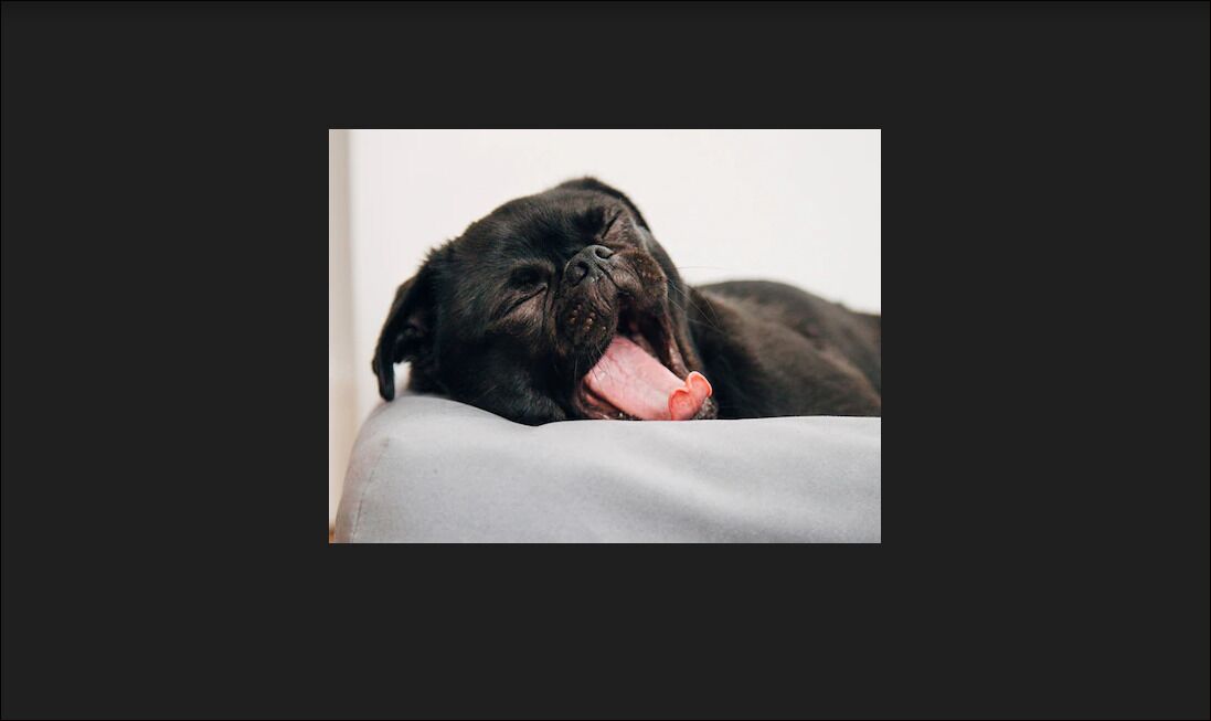 Premium Double or Twin Room, Pets allowed