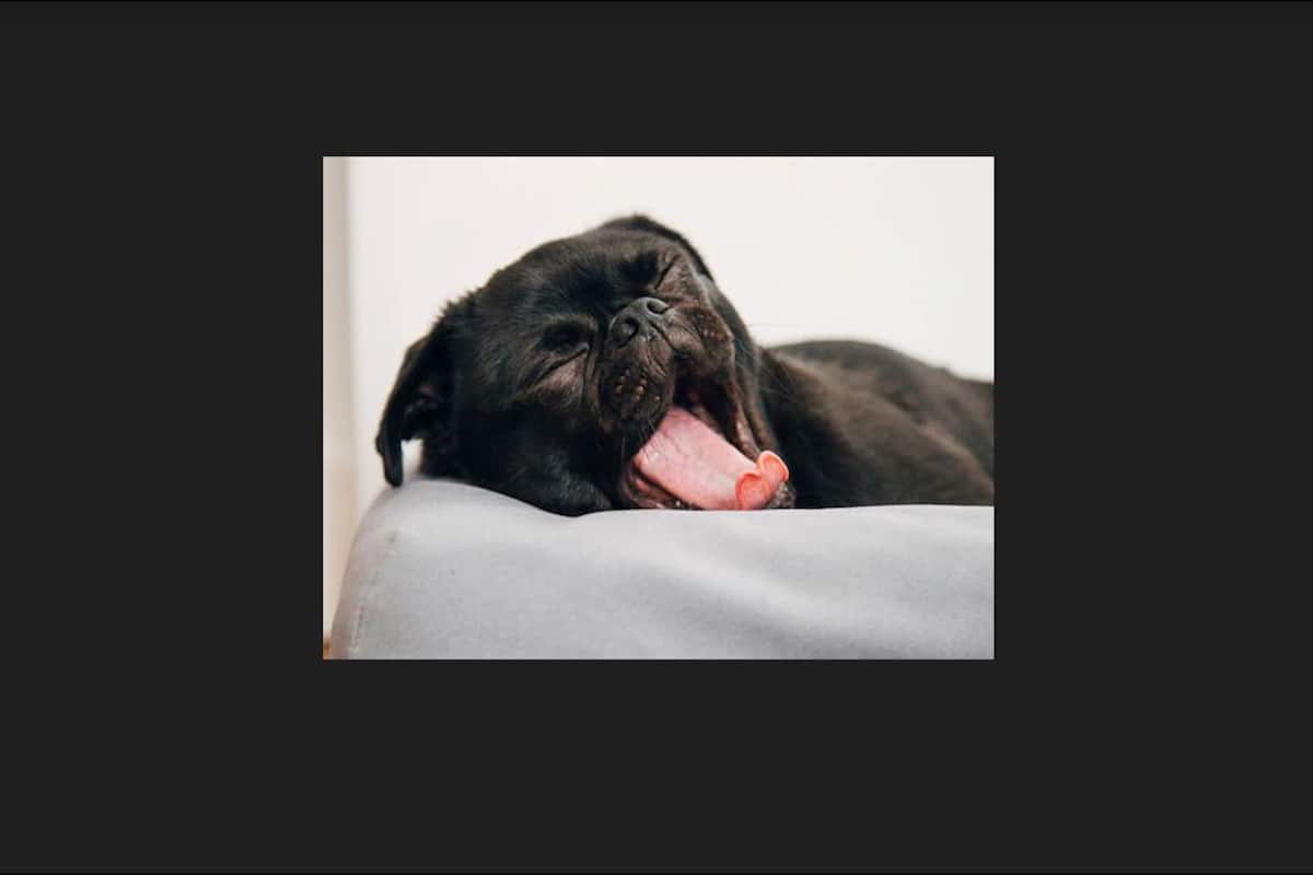 Premium Double or Twin Room, Pets allowed