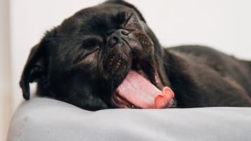 Een zwarte hond die op een grijs kussen ligt.