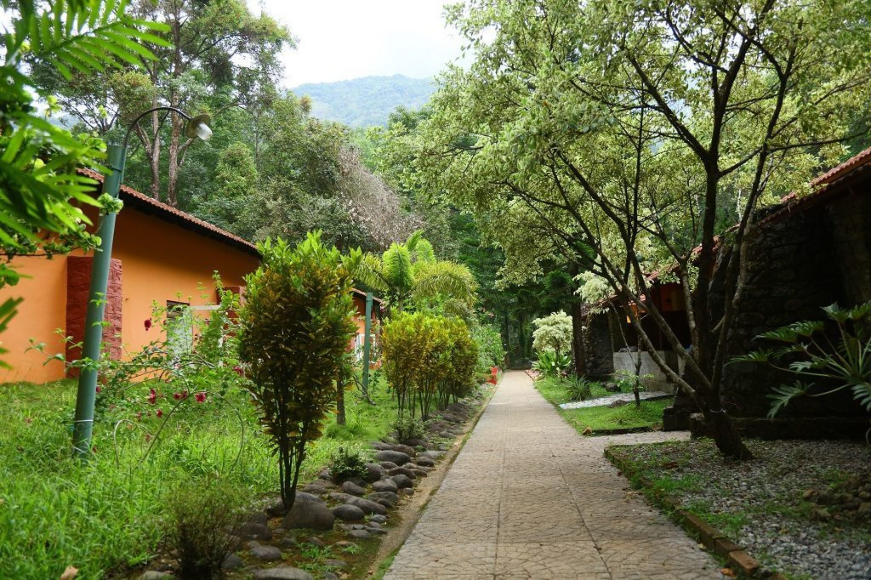 Vườn