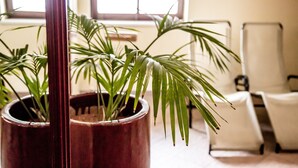 A room with a large potted plant, a window with blinds, and a white chair. - Hotel Kristall (Sankt Anton am Arlberg)