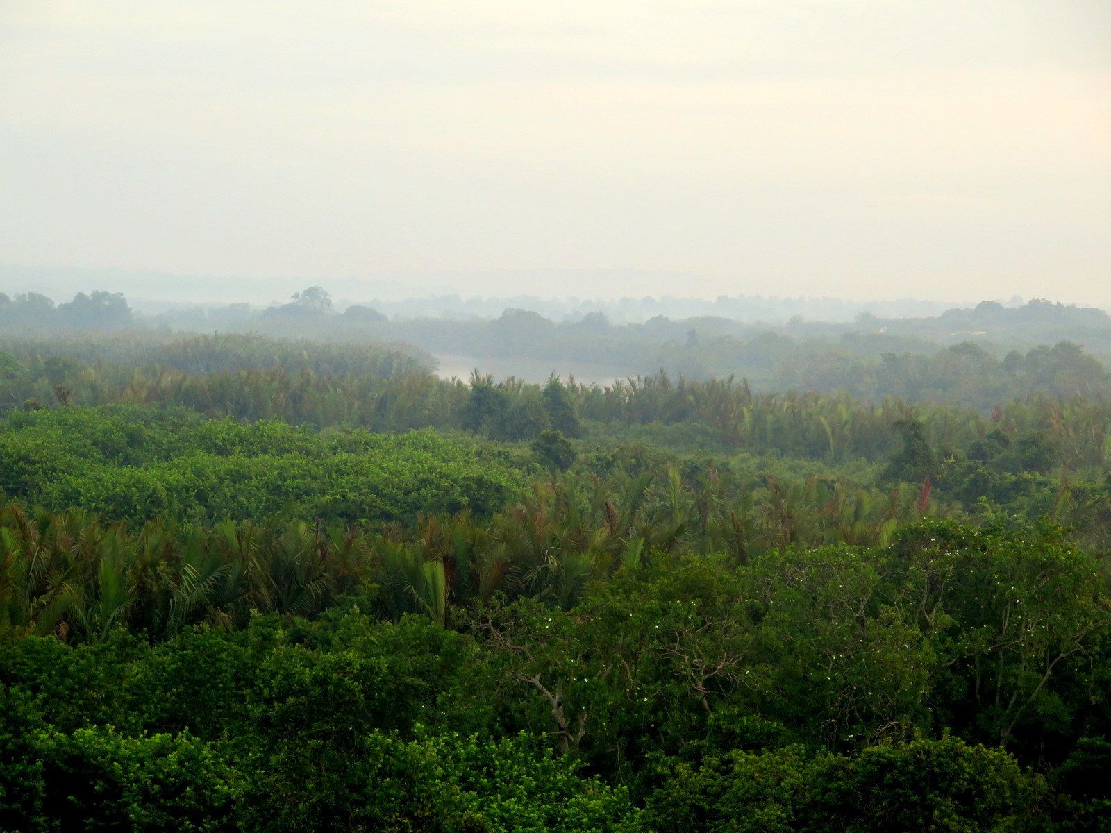 A dense, green landscape with a river in the distance.