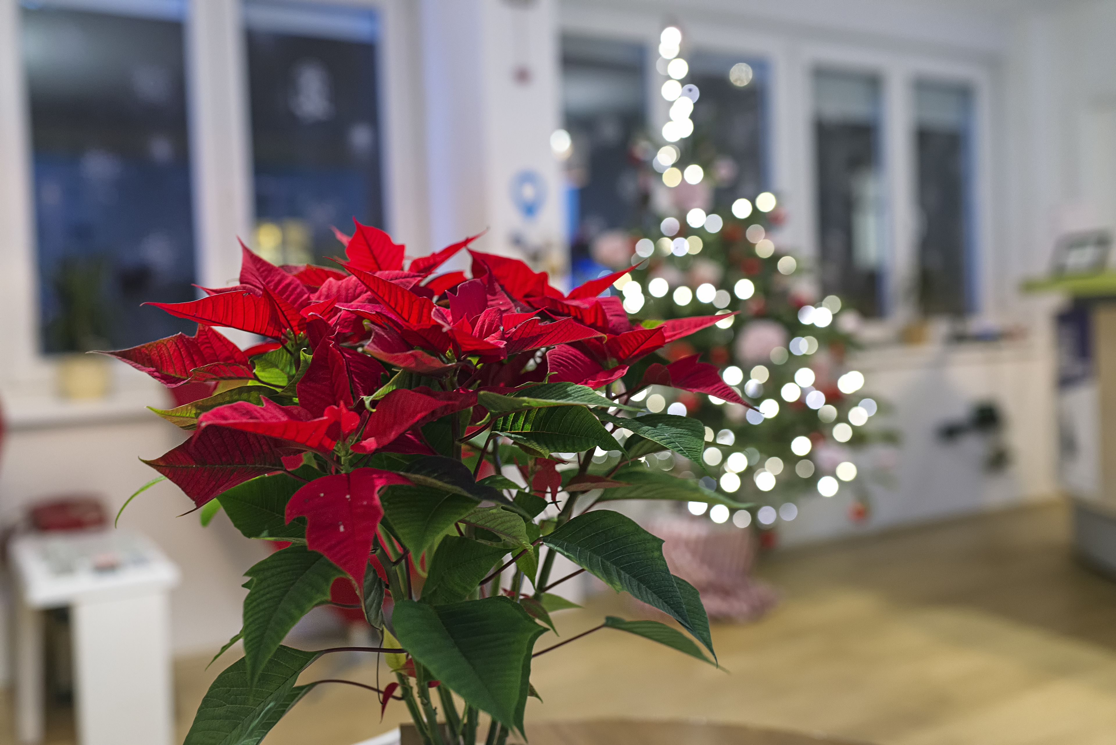 Foto - The Dots Hostel