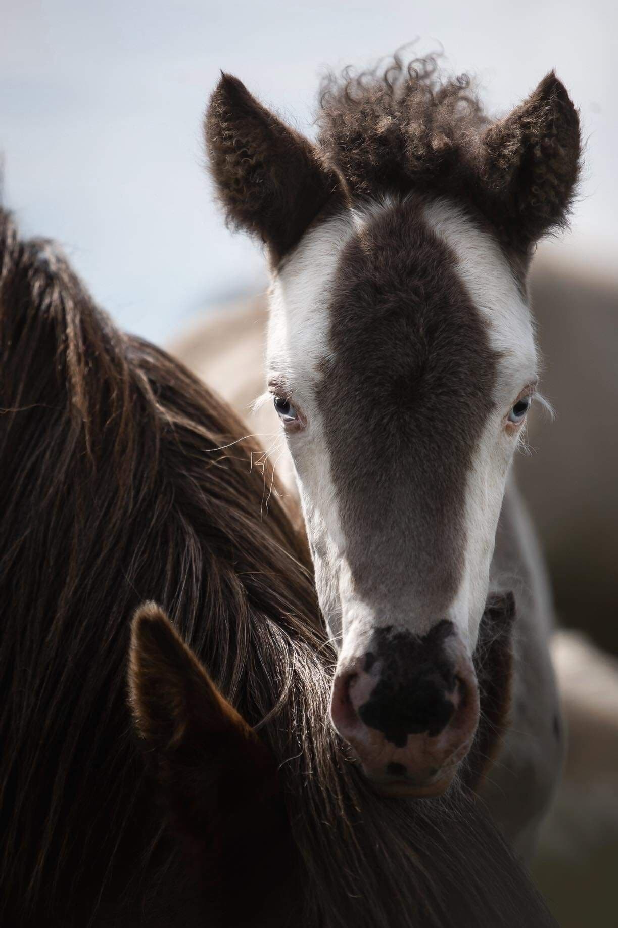 A close-up of a horse's face.