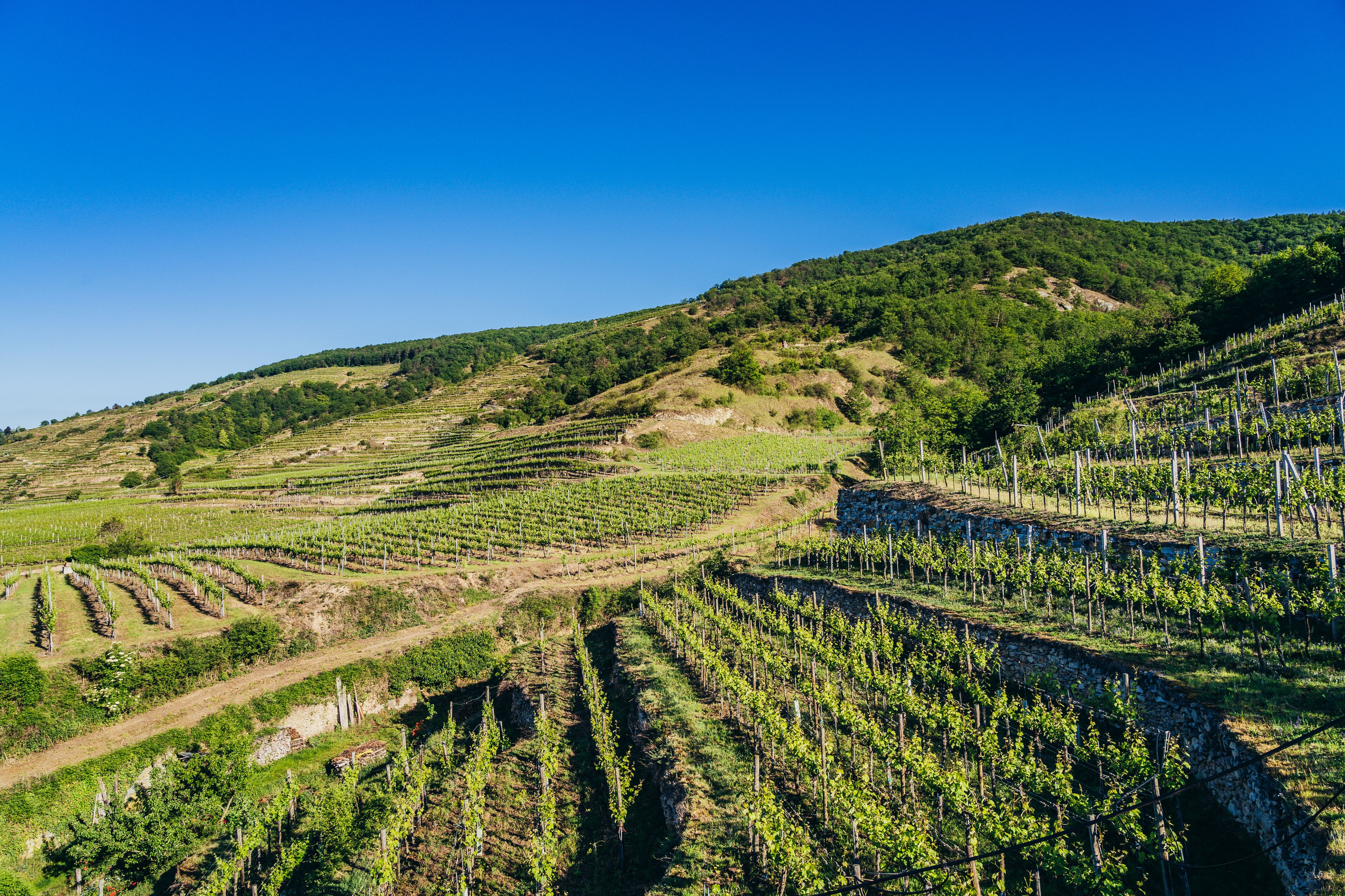 Un vignoble avec des rangées de vignes cultivées sur des coteaux en terrasses.