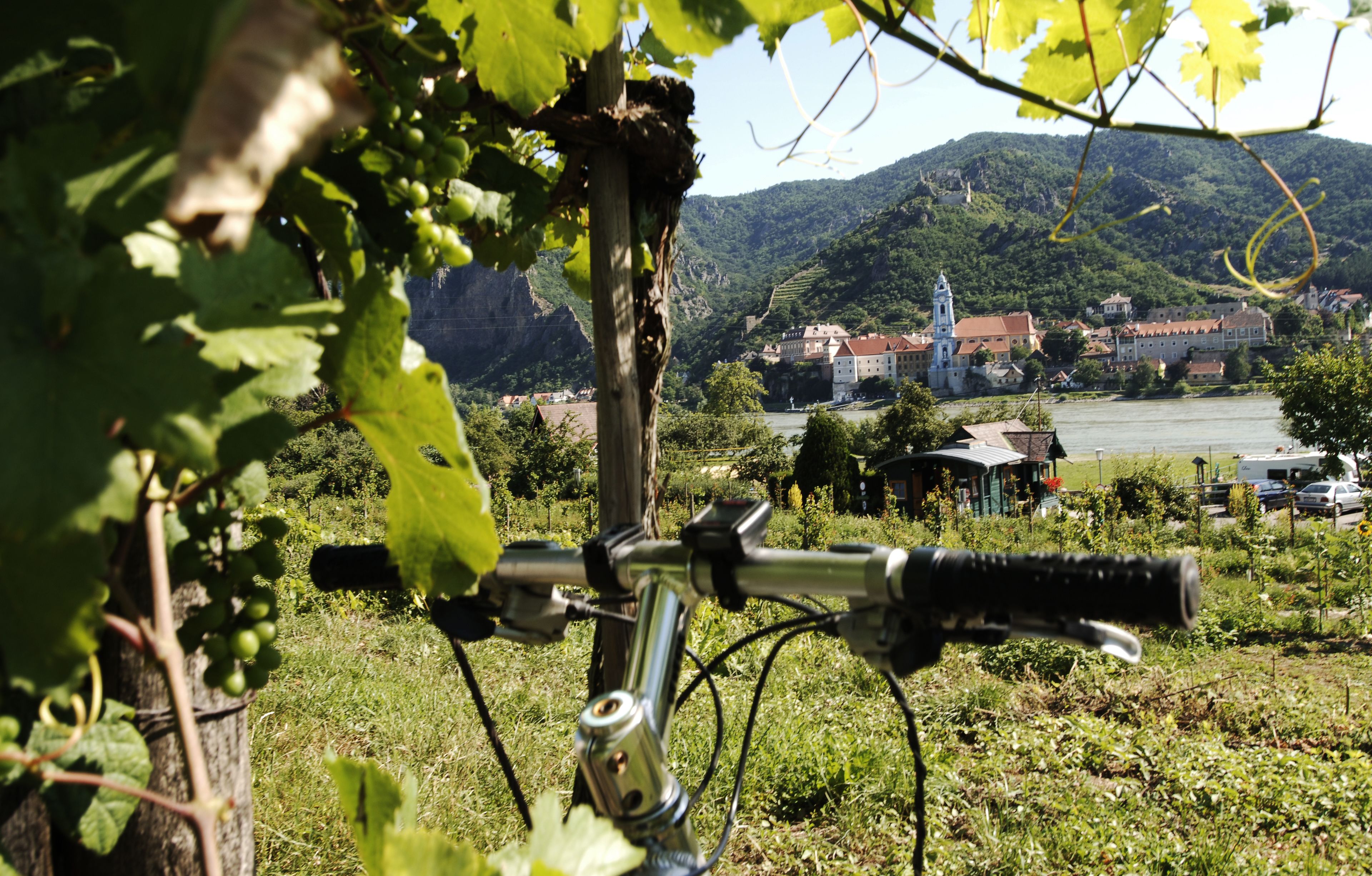 A vineyard with a bicycle in the foreground and a town with buildings and a river in the background.