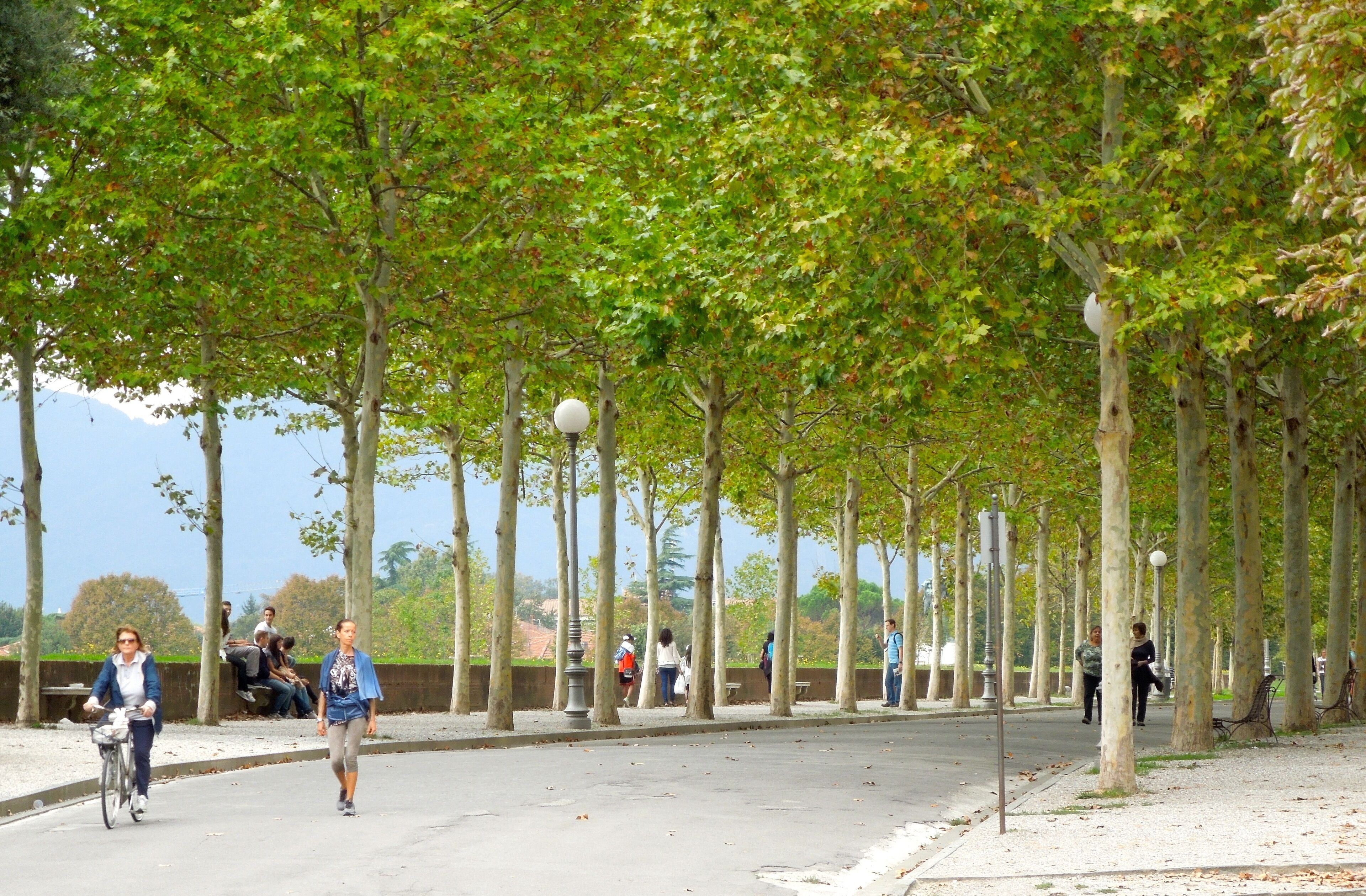 A tree-lined pathway with benches and lampposts, likely in a park or public area.