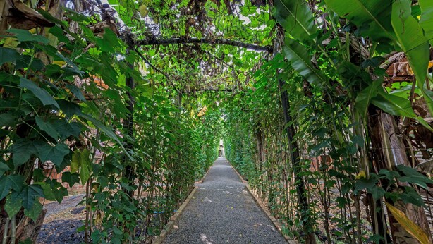 Un sendero bordeado de exuberante follaje y plantas de plátano, que conduce a una edificación distante.