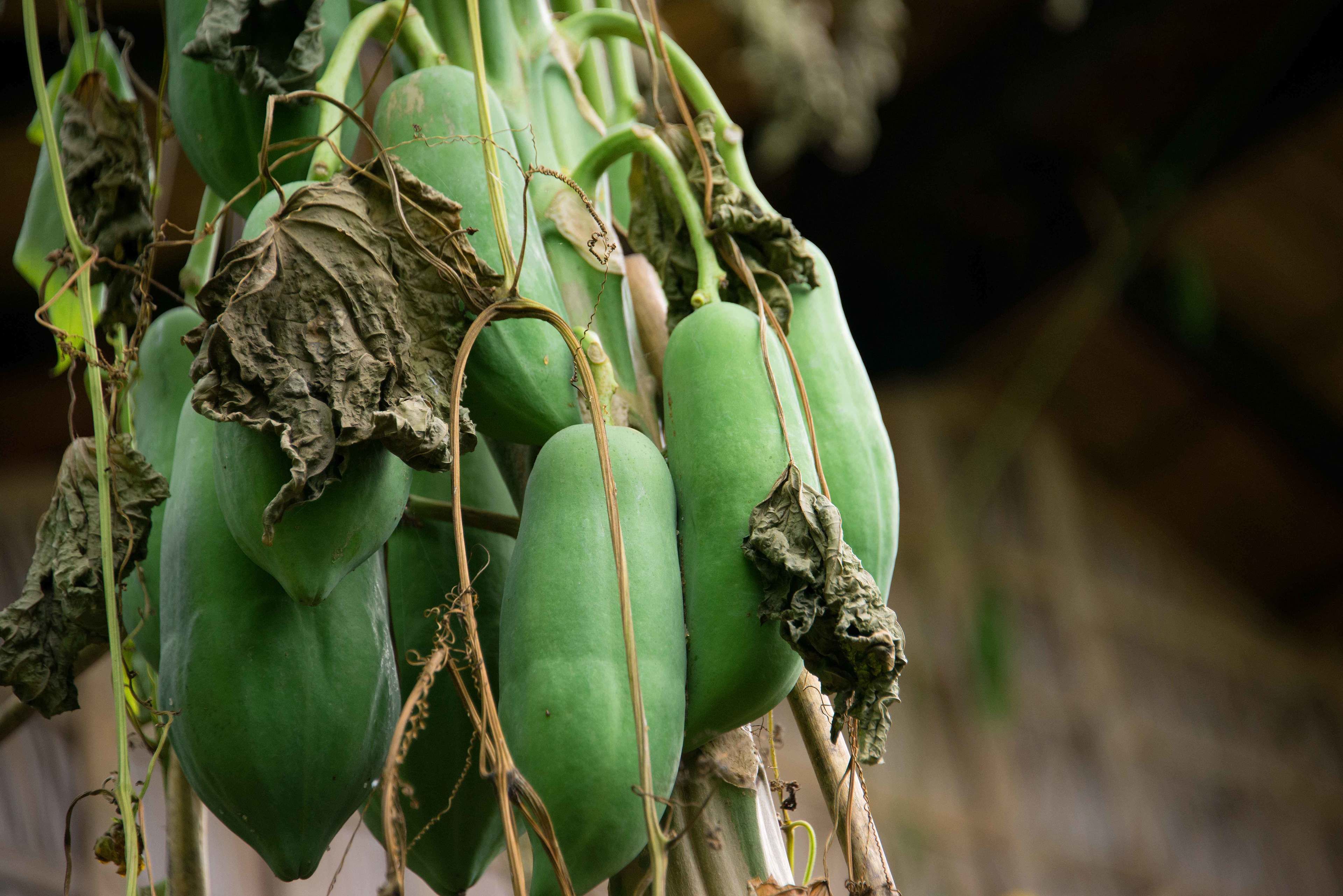 A cluster of green, elongated fruits hanging from a plant.