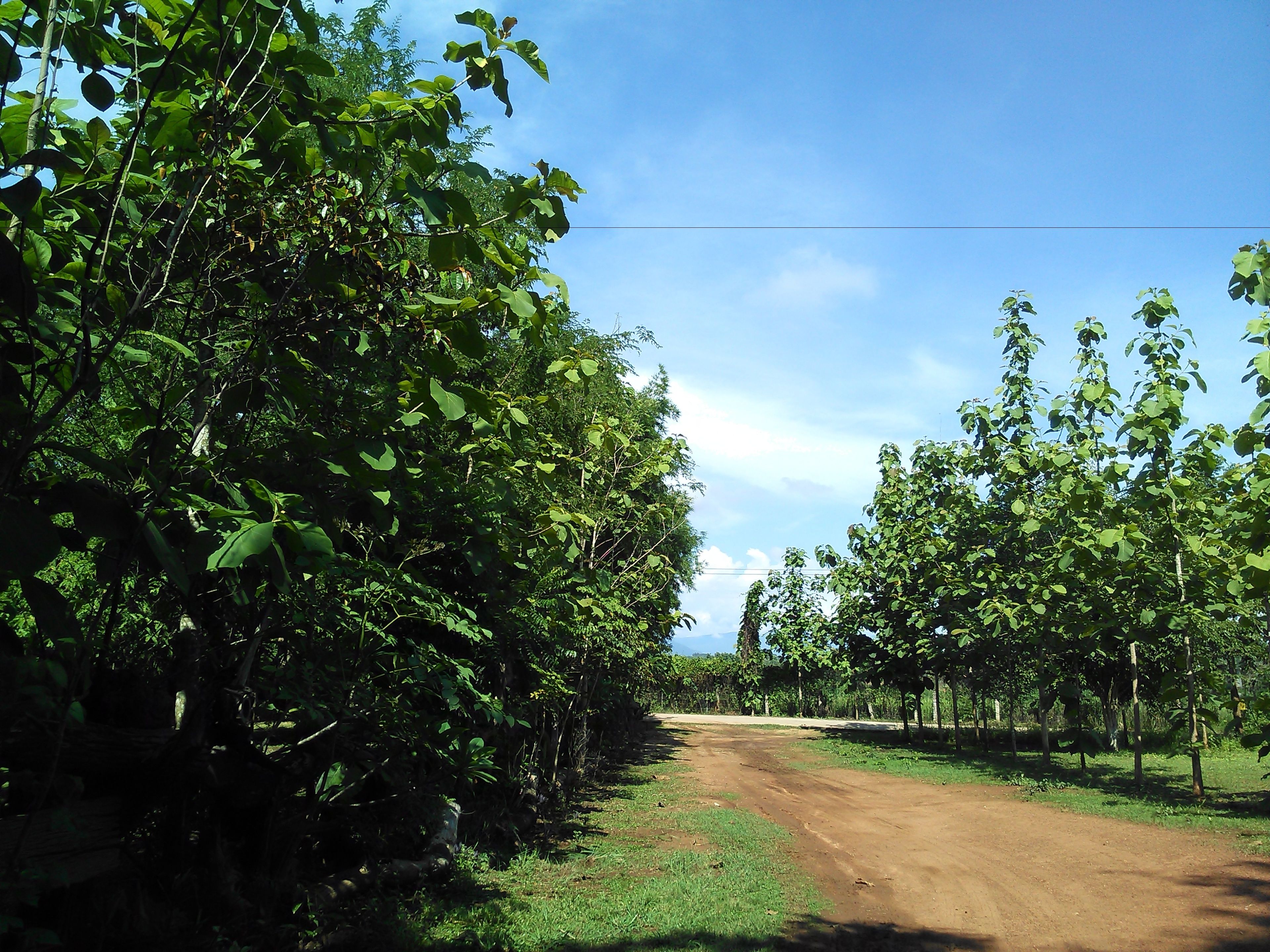 Uma trilha de terra ladeada por folhagem verde densa sob um céu limpo.